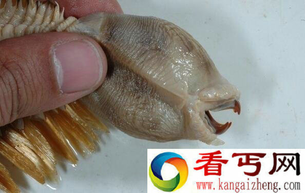 日本发现异形生物 来自南极海底