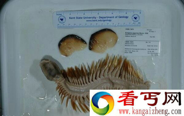 日本发现异形生物 来自南极海底