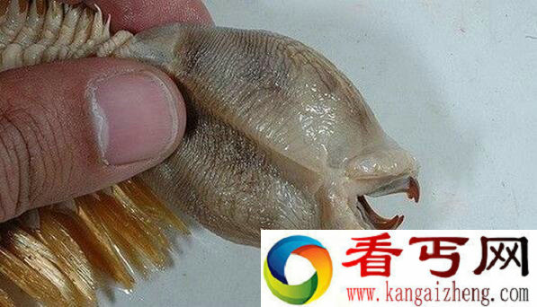 日本发现异形生物 来自南极海底