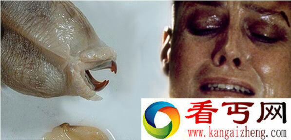 日本发现异形生物 来自南极海底
