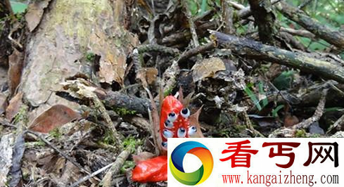 罕见奇花果实似鱼的眼珠