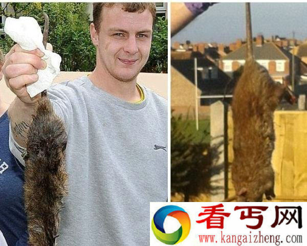 英房主发现突变巨鼠 繁殖速度十分惊人