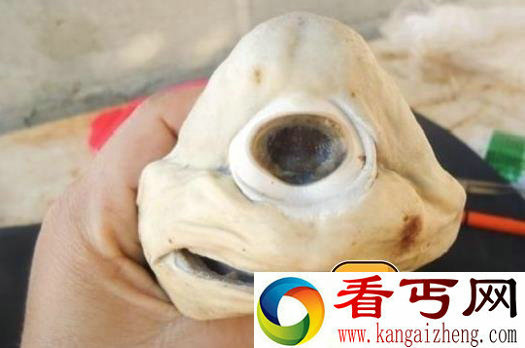 盘点世界奇葩生物 你绝对意想不到