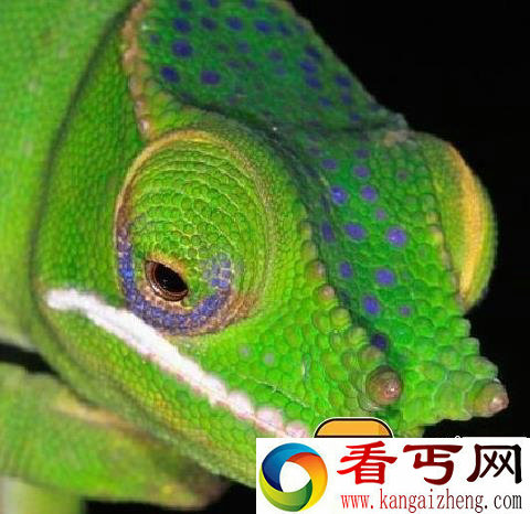 盘点世界奇葩生物 你绝对意想不到
