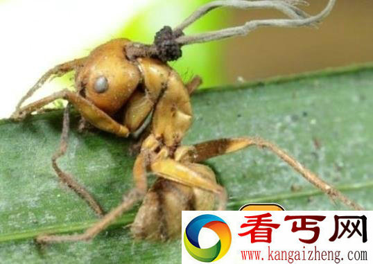 盘点世界奇葩生物 你绝对意想不到