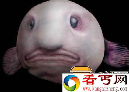盘点世界奇葩生物 你绝对意想不到