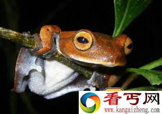 盘点世界奇葩生物 你绝对意想不到