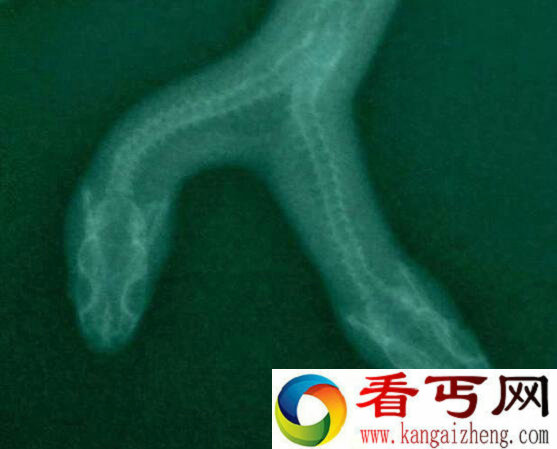 超罕见双头蛇 身价竟35万