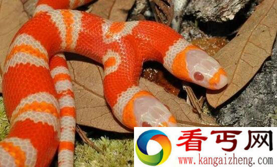 超罕见双头蛇 身价竟35万