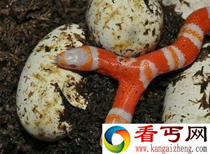 超罕见双头蛇 身价竟35万