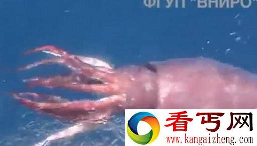 俄罗斯惊现巨型鱿鱼 巨型鱿鱼会吃人吗