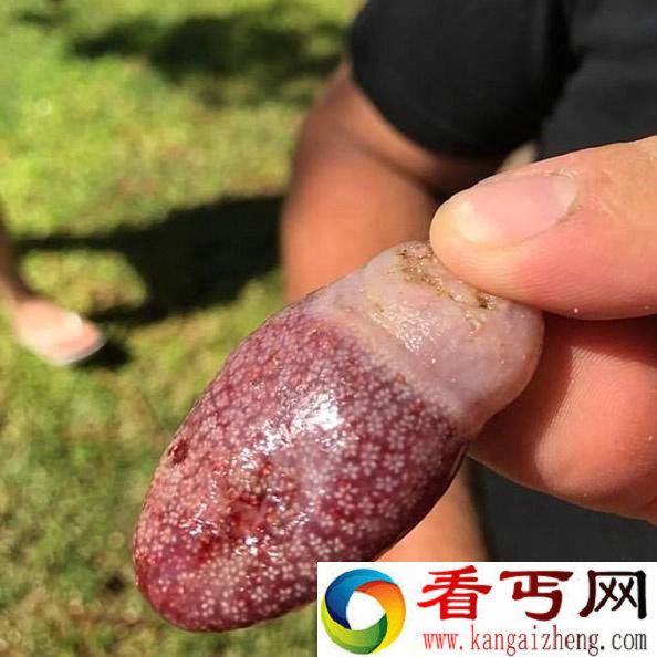 澳海滩现神秘海洋生物 跟人的舌头一个样