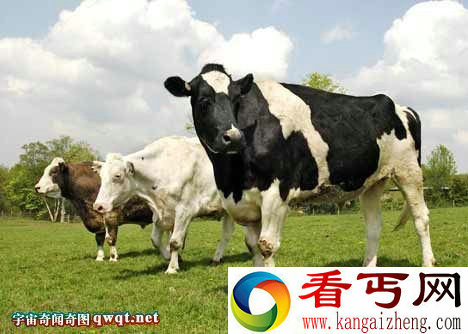 世界最大的巨型奶牛:体形如大象