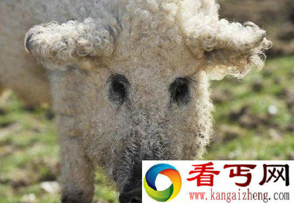 那么神奇！远看是猪 近看竟然是羊