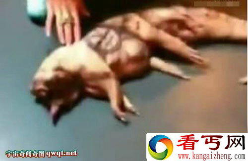中东惊现外形酷似羊 头部似人脸的生物