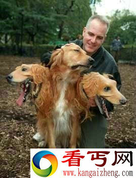 长有三个头的狗 你见过没