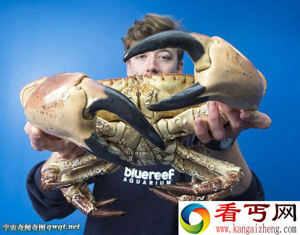 英国渔民捕获巨大螃蟹 它可以轻易撕碎猎物