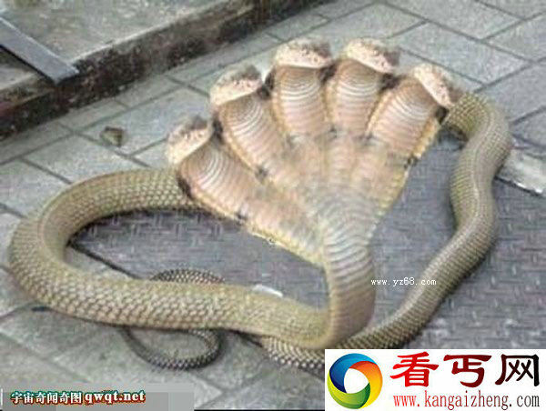 网曝五头蛇的罕见图 引发网民膜拜