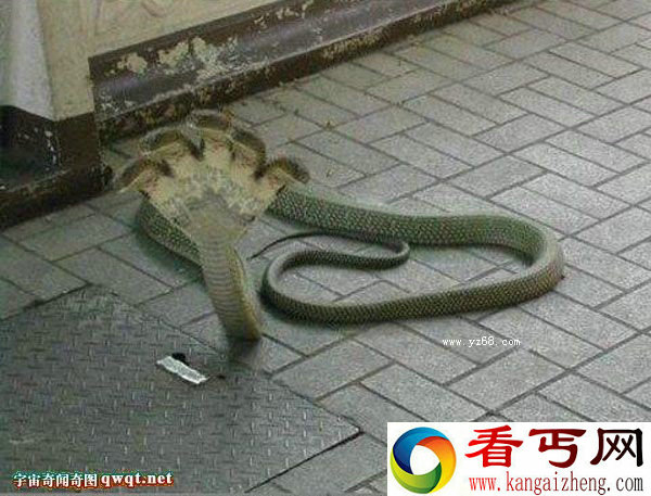 网曝五头蛇的罕见图 引发网民膜拜