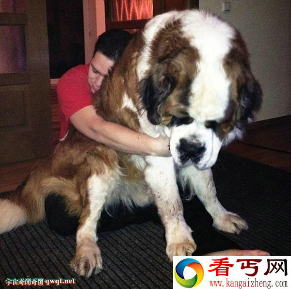 到底谁才是真正的主人 宠物狗竟比主人还大