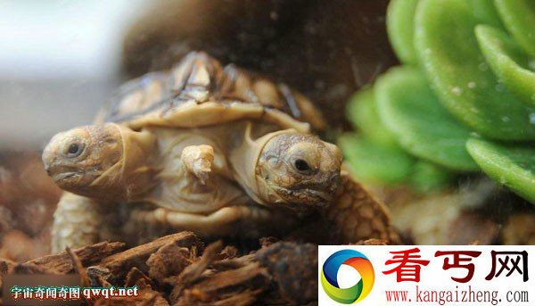 真是可爱！快来看看双头五腿的非洲盾臂龟是啥样？