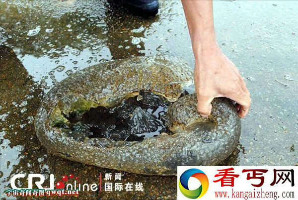 浙江上虞村民在湖边捞上布满小孔半透明状“水怪”