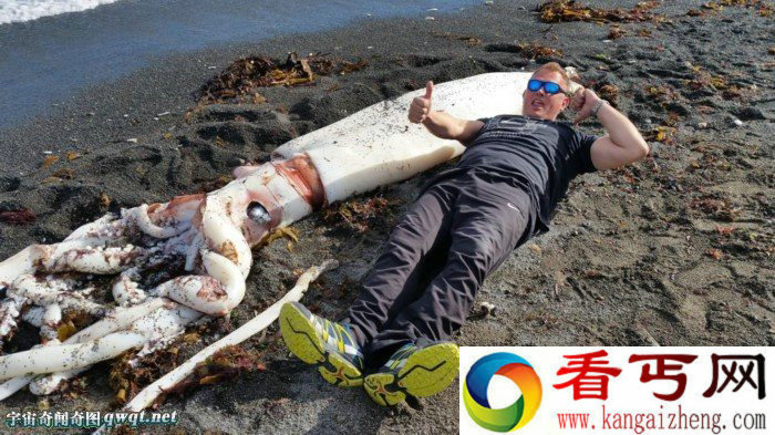 新西兰海滩惊现巨型鱿鱼尸体 死因未明