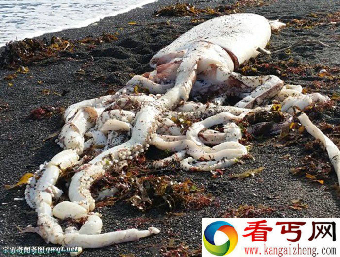新西兰海滩惊现巨型鱿鱼尸体 死因未明