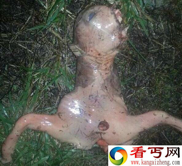 加州女子发现一个粘糊糊的粉红色生物尸体