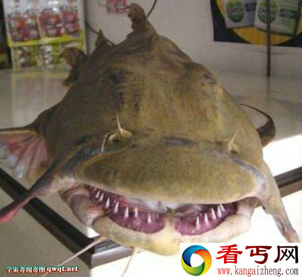 印度恐怖食人水怪喜欢吃死者遗体