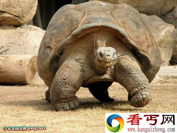 加拉帕戈斯最长寿的巨龟已达到170岁