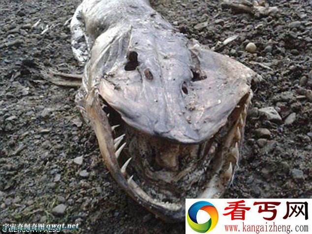 英国岸边浮现满口锯齿的怪物尸体