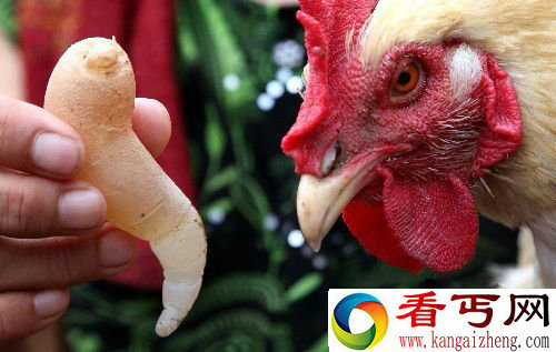 你敢吃么？长有尾巴的怪异鸡蛋