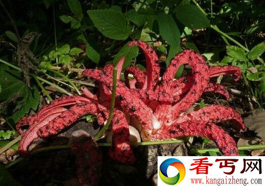 触手怪真的存在？蛋里孵出诡异的红色触手生物