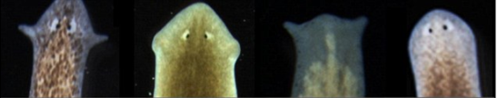 不死之身的奇特生物 切成两半能变成两条虫