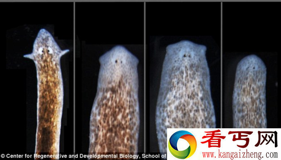 不死之身的奇特生物 切成两半能变成两条虫