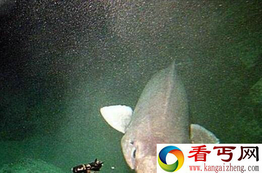 苏格兰海域发现怪鲨 体貌极似少女婀娜身姿