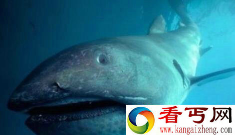 苏格兰海域发现怪鲨 体貌极似少女婀娜身姿