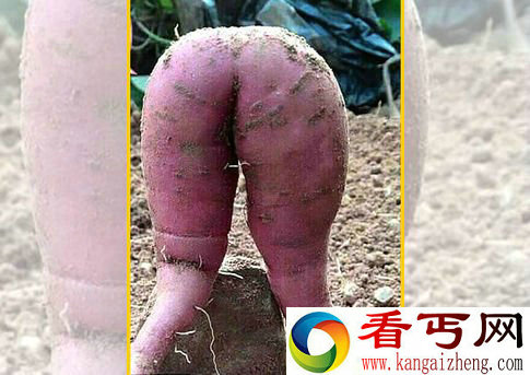 地瓜也长得那么诱人！这不是美腿么？