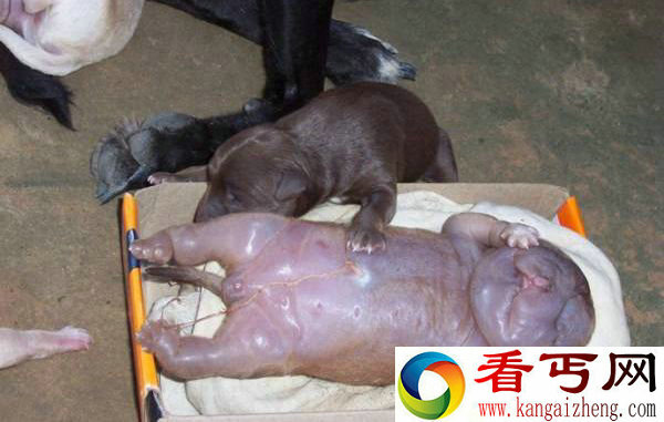 怪胎？俄罗斯惊现人形狗婴儿