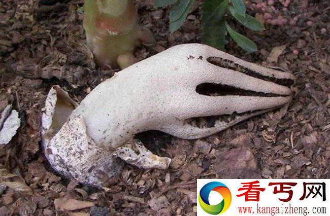 植物都成精了 盘点那些长出人体器官的植物
