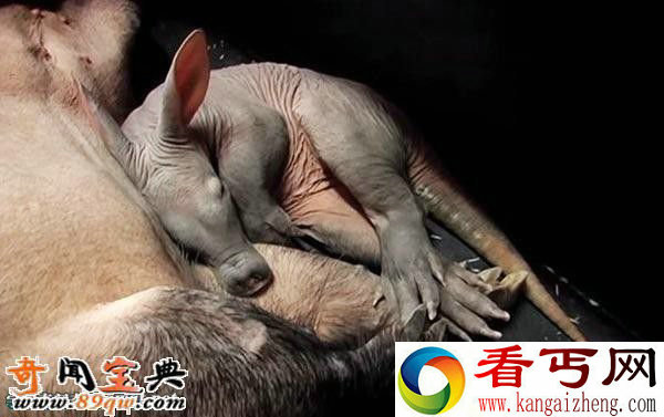 婴儿土豚:世界上最可怕的生物 像小猪的怪物