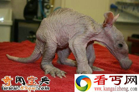 婴儿土豚:世界上最可怕的生物 像小猪的怪物
