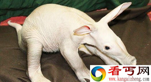 婴儿土豚:世界上最可怕的生物 像小猪的怪物