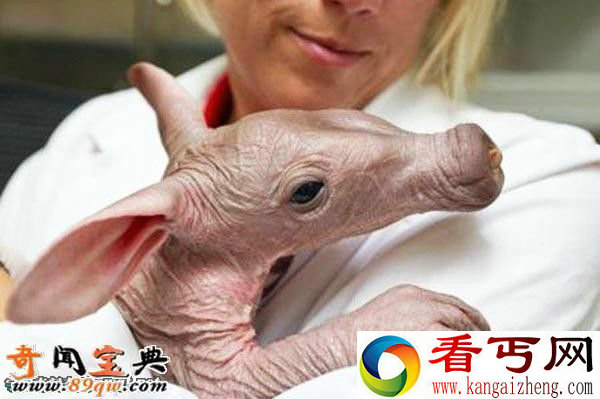 婴儿土豚:世界上最可怕的生物 像小猪的怪物