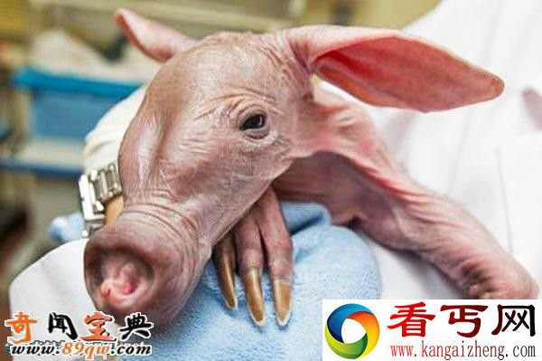 婴儿土豚:世界上最可怕的生物 像小猪的怪物
