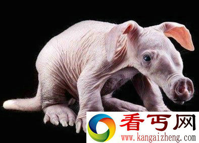 婴儿土豚:世界上最可怕的生物 像小猪的怪物