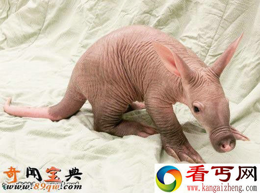 婴儿土豚:世界上最可怕的生物 像小猪的怪物