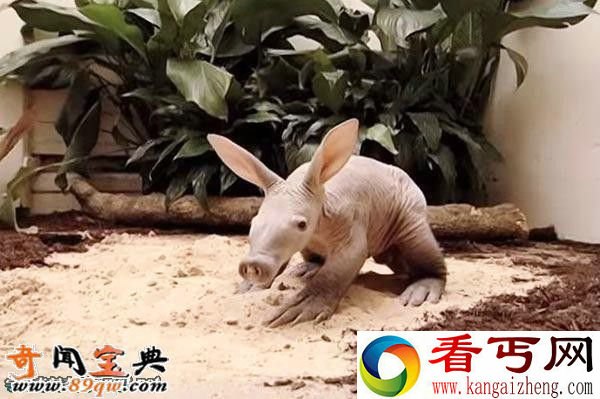 婴儿土豚:世界上最可怕的生物 像小猪的怪物