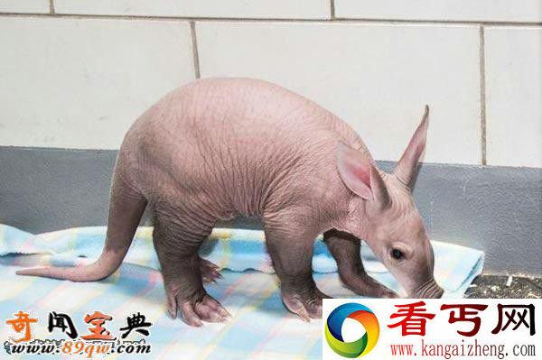 婴儿土豚:世界上最可怕的生物 像小猪的怪物